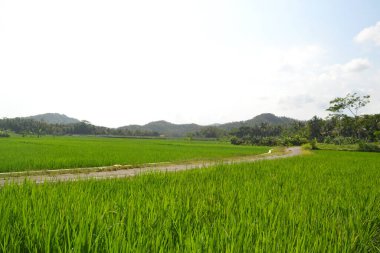 Pirinç tarlalarının üzerinde dağlı pirinç tarlaları ve gün boyunca parlak gökyüzü arkaplanı olan güzel bir manzara.