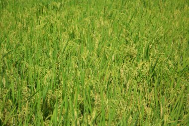 Pirinç taneleri sararır ve güneşli bir günde hasat etmeye hazırdır.