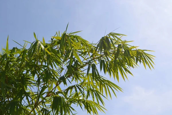 Vista Ângulo Baixo Árvore Bambu Com Tronco Verde Folhas Contra — Fotografia de Stock