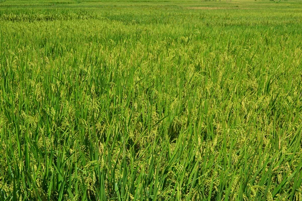 Grani Gialli Della Risaia Con Foglie Verdi Della Pianta Della — Foto Stock