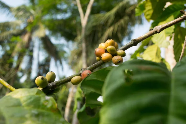 Koffiebonen Een Koffieplant Tak Met Groene Bladeren Achtergrond Van Bomen — Stockfoto