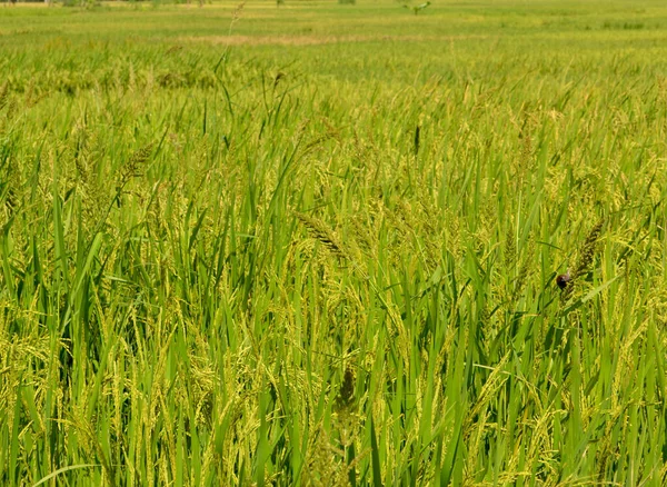 Champs Riz Naturel Riz Jaune Bons Écosystèmes Invitent Les Oiseaux — Photo