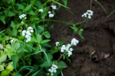 Küçük Beyaz Çiçekler Pirinç Tarlasında Açar Görünmez Çamur Toprakla Yazı Yazmak İçin Bir Arkaplan Olarak
