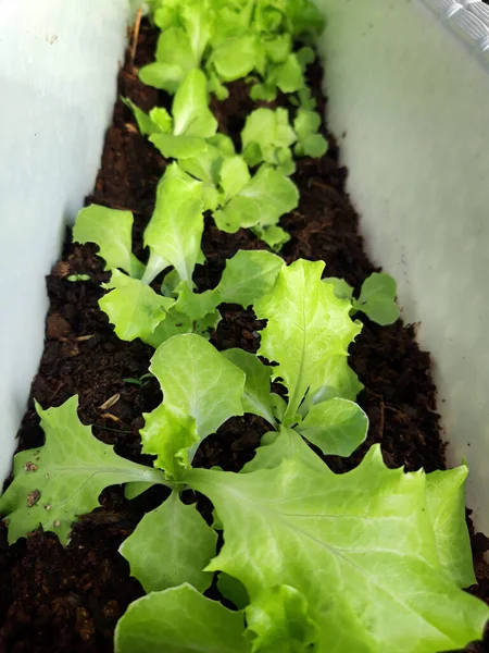 Junge Grüne Salatblätter Die Auf Dem Boden Wachsen Mit Einer — Stockfoto
