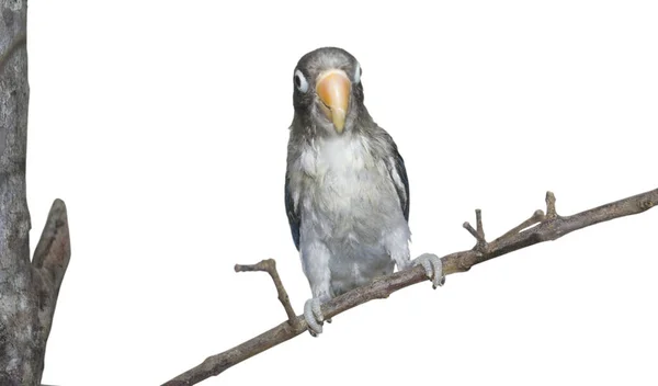 Black Cheeked Lovebird Agapornis Nigrigenis Sitting Branch Isolated Background Rarity — Stock Photo, Image