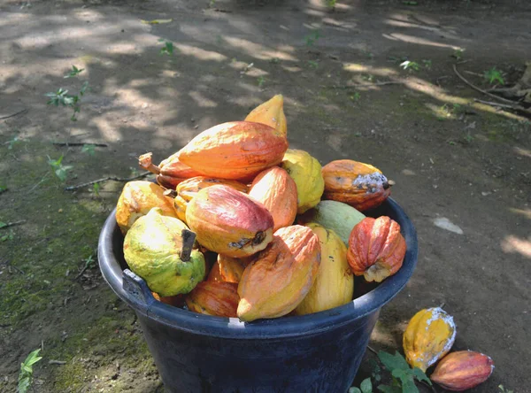 different sorts of colorful cocoa pods on black bucket at the farm ground