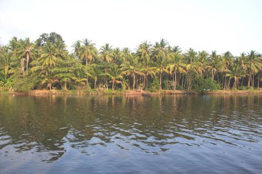 Hindistan cevizi ağaçları gün boyunca nehir kenarında çok güzel görünür.