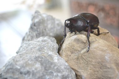 Gergedan böceği kayaların yüzeyinde yürüyor.
