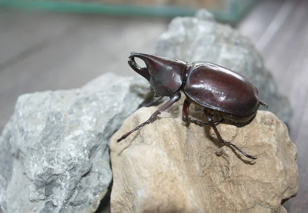 Escarabajo Negro Pie Sobre Roca Mesa Madera Luz Del Día — Foto de Stock