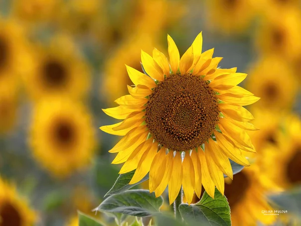 Sunflower close-up in Sunny weather