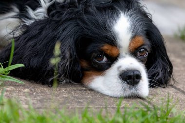 Köpek yetiştiricisi şövalye kral Charles Spaniel açık havada portre