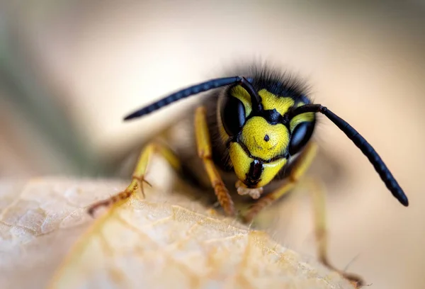 Retrato Cabeça Uma Vespa Tirada Com Uma Lente Macro — Fotografia de Stock