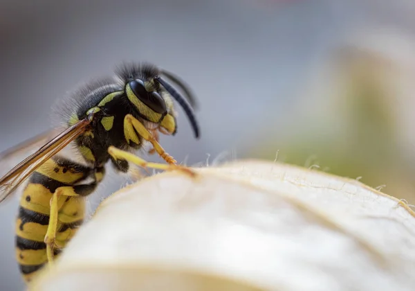 Wasp on a flower close-up