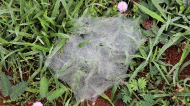 Sis içindeki çimlerin üzerindeki örümcek ağı