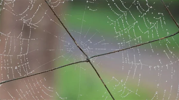 Spinnenweb Nylon Net Nevel — Stockfoto
