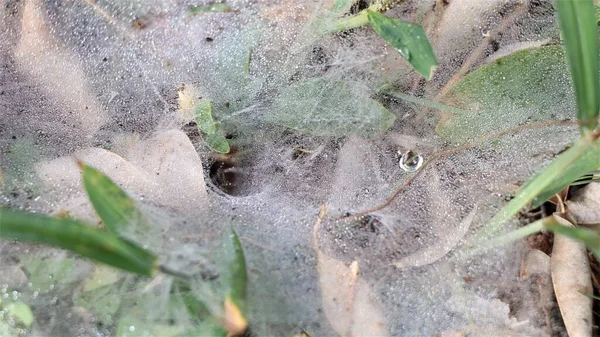雾蒙蒙的草地上的蜘蛛网 — 图库照片