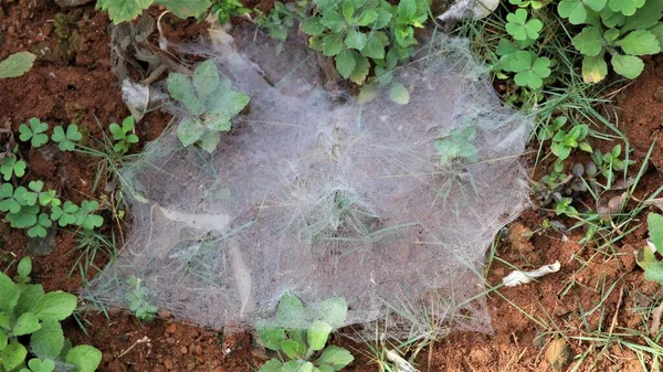 Toile Araignée Sur Herbe Dans Brume — Photo