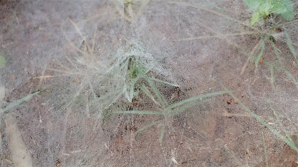 Tela Araña Hierba Niebla — Foto de Stock