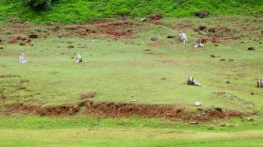 Baraj bölgesinde izole edilmiş eski ağaç kökleri, Banasura sagar baraj sahasından çekilmiş, Wayanad, Kerala