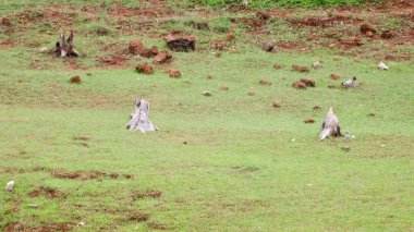 Baraj bölgesinde izole edilmiş eski ağaç kökleri, Banasura sagar baraj sahasından çekilmiş, Wayanad, Kerala