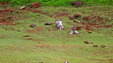 Baraj bölgesinde izole edilmiş eski ağaç kökleri, Banasura sagar baraj sahasından çekilmiş, Wayanad, Kerala