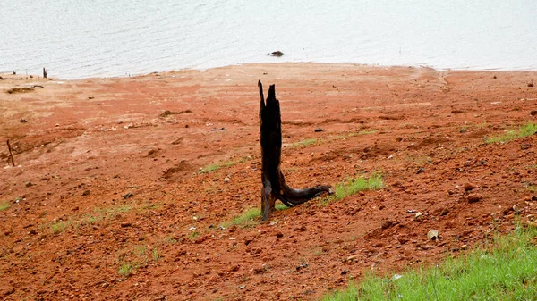 Antiguas Raíces Árboles Aislados Cuenca Presa Disparados Desde Sitio Presa — Foto de Stock