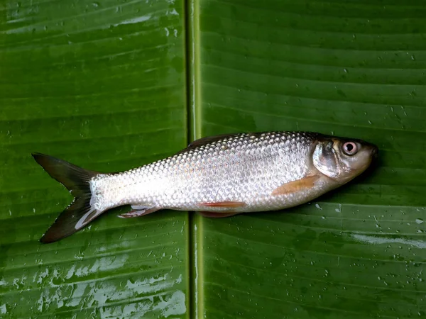Čerstvé Syrové Ryby Sladkovodního Jezírka Uchovávané Listech Plantejnu — Stock fotografie