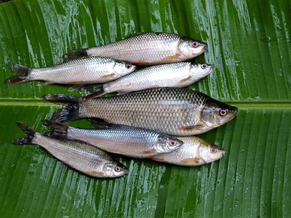 Fresh raw fish from fresh water pond kept on plantain leaf