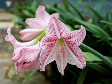 Bahçede kırmızı ve beyaz karışımlı zambak çiçeği yakın çekim