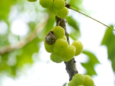 Phyllanthus acidus 'da bir salyangoz, Otaheite bektaşi üzümü olarak bilinir, Malay bektaşi üzümü, Tahiti üzümü, kır bektaşi üzümü, yıldız üzümü, yıldız üzümü, arbari,,