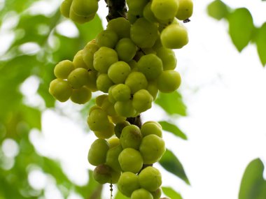 Phyllanthus acidus, bilinen adıyla Otaheite bektaşi üzümü, Malay Bektaşi üzümü, Tahiti Bektaşrası üzümü, Bektaşi üzümü, Yıldız Bektaşi üzümü,