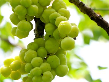 Phyllanthus acidus, bilinen adıyla Otaheite bektaşi üzümü, Malay Bektaşi üzümü, Tahiti Bektaşrası üzümü, Bektaşi üzümü, Yıldız Bektaşi üzümü,,