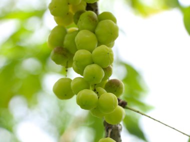 Phyllanthus acidus, bilinen adıyla Otaheite bektaşi üzümü, Malay Bektaşi üzümü, Tahiti Bektaşrası üzümü, Bektaşi üzümü, Yıldız Bektaşi üzümü,,
