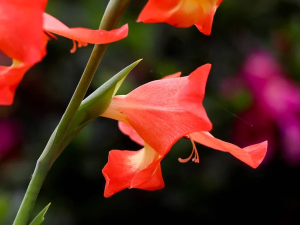 Κοντινό Πλάνο Του Πορτοκαλιού Γλαδιόλα Λουλούδι Στον Κήπο — Φωτογραφία Αρχείου