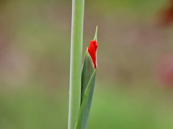 Gros Plan Bourgeon Fleur Gladiole Orange Dans Jardin — Photo