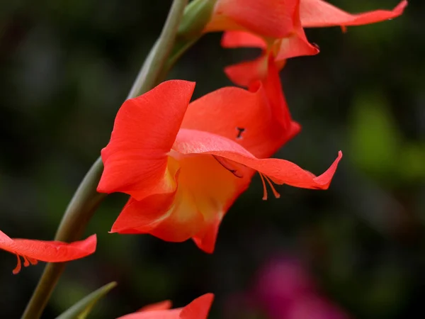 Zblízka Záběr Oranžové Gladioly Květiny Zahradě — Stock fotografie