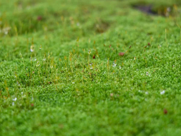 浅绿色苔藓上的雨滴 — 图库照片