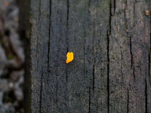 Ένα Μικροσκοπικό Κίτρινο Χρώμα Παρασιτικού Φυτού Σαπροφύτου Μια Σάπια Σανίδα — Φωτογραφία Αρχείου