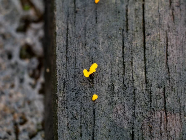 Une Petite Plante Parasite Couleur Jaune Saprophyte Sur Une Planche — Photo