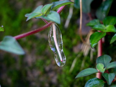 Hint rhododendron bitkisinin ya da Malabar melastomasının köklerinde oluşan yapışkan jöle benzeri sümük.
