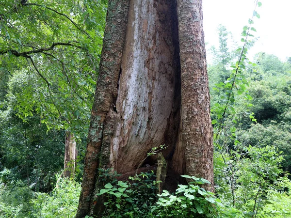 Alter Baumstamm Mit Morschem Und Termitenbefallenem Teil Einem Tropischen Baum — Stockfoto