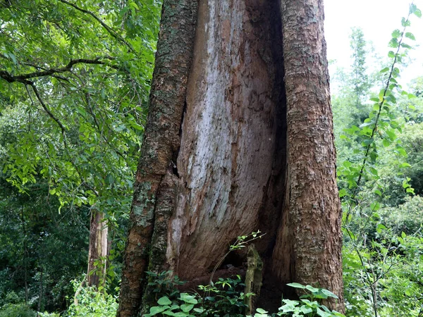 老朽化した古木の幹とシロアリの攻撃部分 熱帯の木 — ストック写真