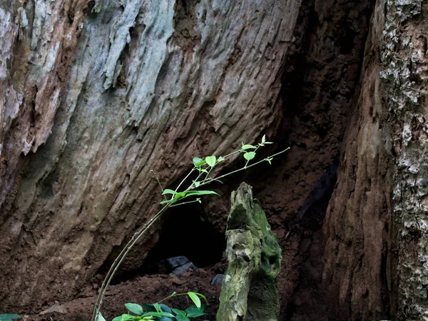 Alter Baumstamm Mit Morschem Und Termitenbefallenem Teil Einem Tropischen Baum — Stockfoto