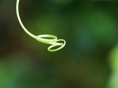 Kavrulmuş kabak lifinden yakın çekim, ya da karpuz veya beyaz kabak.