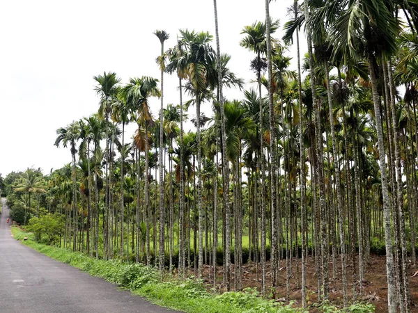 Areca Nut Atau Pohon Pinang Kebun Sisi Negara Tropis — Stok Foto
