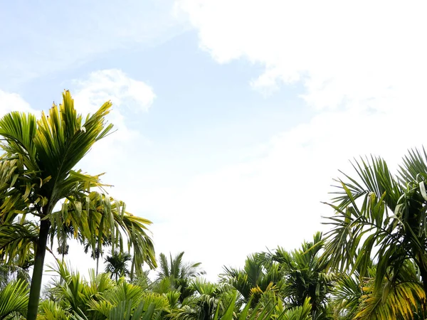 Top Areca Nut Betel Nut Trees Sky Low Angle View — Stock Photo, Image