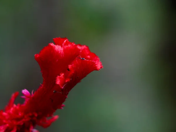 Rote Farbe Celosia Blume Oder Wollblumen Ess Und Zierpflanzen — Stockfoto