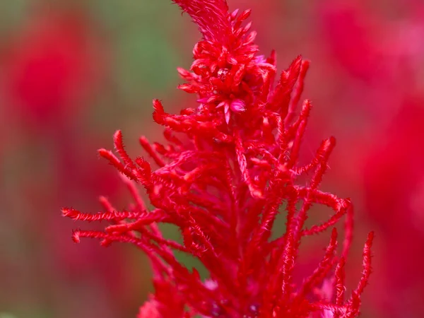 Červená Barva Celosia Květiny Nebo Vlna Květiny Jíst Okrasné Rostliny — Stock fotografie