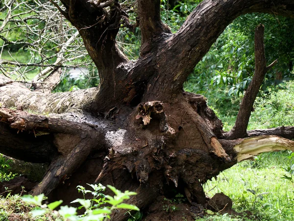 Grandes Racines Branches Arbre Tombé Dans Les Bois — Photo