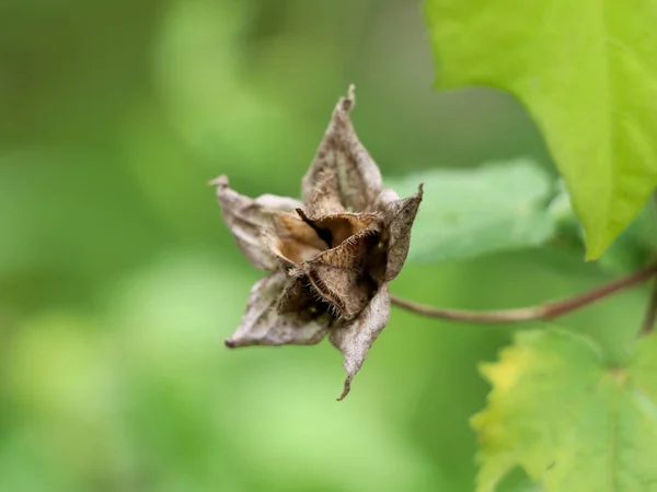 Gedroogde Zaden Van Een Onkruidachtige Plant Uit Familie Van Kaasjeskruidplanten — Stockfoto